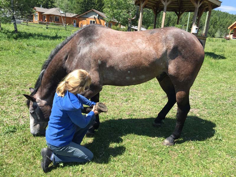 barefoot horses