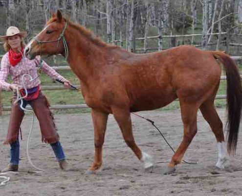 Natural Horsemanship Introduction Travi