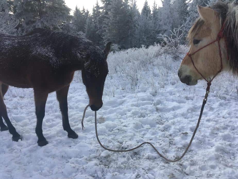 horse leading a horse